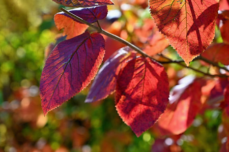 Beautiful colorful autumn leaves of trees. Nature with forest and colorful trees in autumn season. Concept for the season and the environment.の写真素材