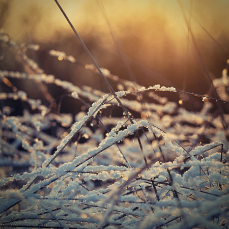 Winter background. Landscape with nature. Abstract colorful background with snow and winter.