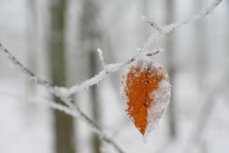 Winter nature colorful background. Snowy twig on a tree.の写真素材