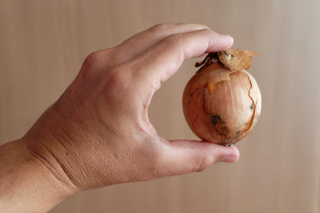 Onion in hand on a wooden background. Close-up.の写真素材
