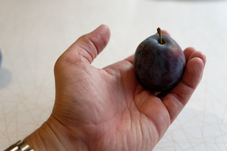 Plum in the hand of a man on a white background.の写真素材