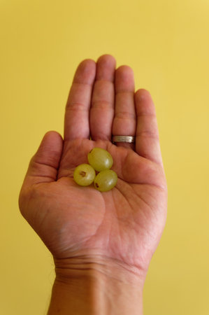 Grapes in hand on a yellow background. Close-up.の写真素材