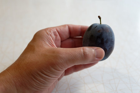 plum in hand on a white background, closeup of photoの写真素材