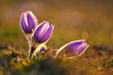 Spring flower. Nature - meadow and sunset. Seasonal concept for springtime. Beautifully blossoming...