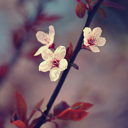 Spring background. Pink cherry blossoms on a tree under a blue sky. Beautiful Sakura flowers during spring time in the park.の写真素材