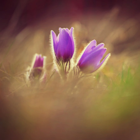 Spring background with flowers. Beautiful nature at sunset in spring time. Pasque flower (Pulsatilla...
