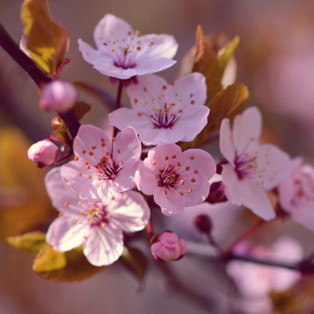 Blossom tree. Nature background. Sunny day. Spring flowers. Beautiful Orchard. Abstract blurred background. Spring timeの写真素材