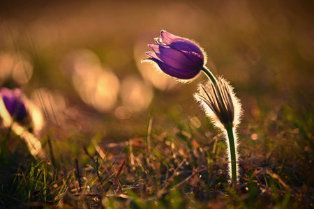 Spring flowers. Beautifully blossoming pasque flower and sun with a natural colored background....