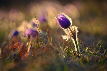 Spring flowers. Beautifully blossoming pasque flower and sun with a natural colored background....