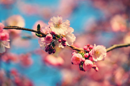 Spring flowers. Beautifully blossoming tree branch. Cherry - Sakura and sun with a natural colored background.の写真素材