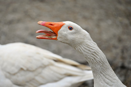 Domestic goose. Funny portrait of an animal on a farm.の写真素材