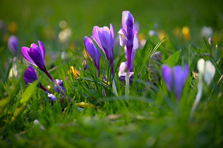 Spring background with flowers. Nature and delicate photo with details of blooming colorful crocuses...