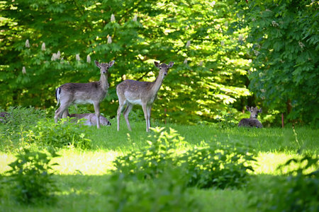 Beautiful animals in a wild nature. Fallow deer (Dama dama) Colorful natural background. Forest in Czechia.の写真素材