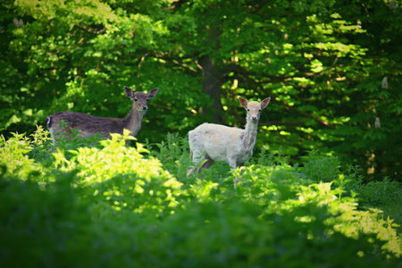 Fallow - fallow deer. (Dama dama ) Beautiful natural background with animals. Forest and sunset. Brno - Czech Republic - Europe. Animal - natureの写真素材