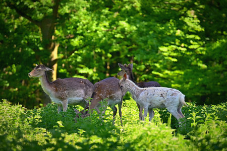 Fallow - fallow deer. (Dama dama ) Beautiful natural background with animals. Forest and sunset. Brno - Czech Republic - Europe. Animal - natureの写真素材