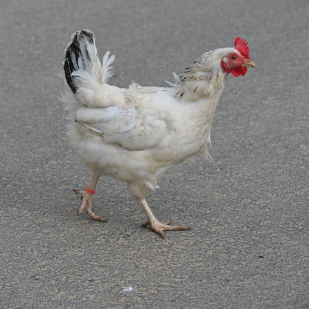 White hen walking on the street, close-up on a gray backgroundの写真素材