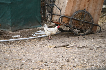 White rooster in the poultry yard on a sunny spring day.の写真素材