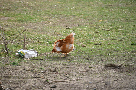 chicken on a farm in the springtime. selective focus.の写真素材