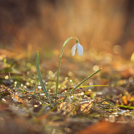 Spring background. Beautiful first spring flowers for the beginning of spring time and season. Concept for nature and environment.の写真素材