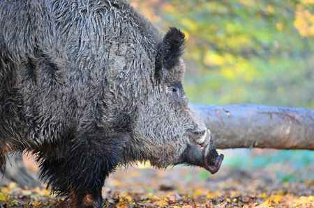 Wild boars in nature. Beautiful concept for animals and nature.