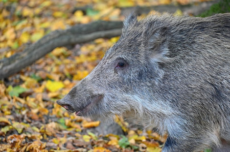 Wild boars in nature.