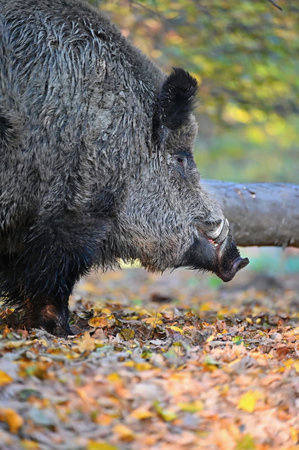 Wild boars in nature.の写真素材