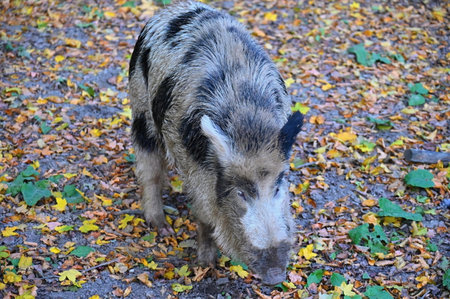 Wild boars in nature. Beautiful concept for animals and nature.の写真素材