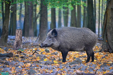 Wild boars in nature. Beautiful concept for animals and nature.の写真素材