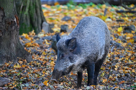 Wild boars in nature. Beautiful concept for animals and nature.の写真素材