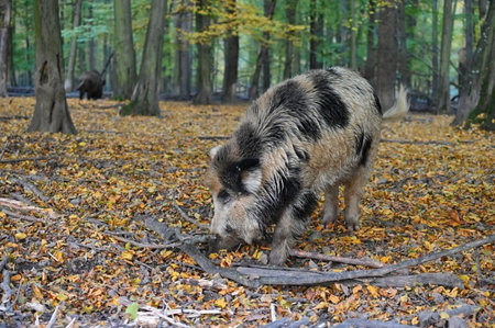 Wild boars in nature. Beautiful concept for animals and nature.の写真素材