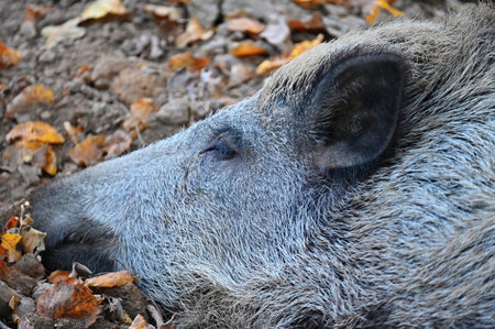 Wild boars in nature. Beautiful concept for animals and nature.の写真素材