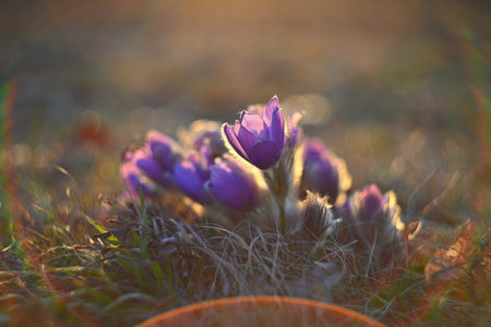 Spring flower. Nature with meadow and sunset. Seasonal concept for springtime. Beautifully blossoming pasque flower and sun with a natural colored background. (Pulsatilla grandis)の写真素材