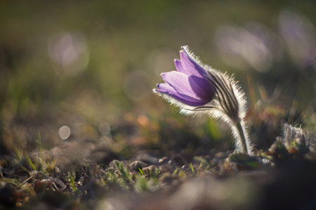 Spring background with flowers in meadow. Pasque Flower (Pulsatilla grandis)