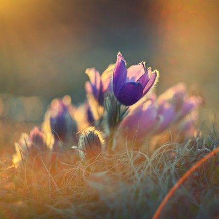 Spring flower. Nature with meadow and sunset. Seasonal concept for springtime. Beautifully...