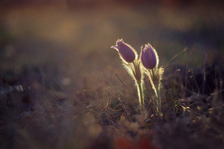 Springtime and spring flowers. Beautiful purple little furry pasque-flower. (Pulsatilla grandis)...