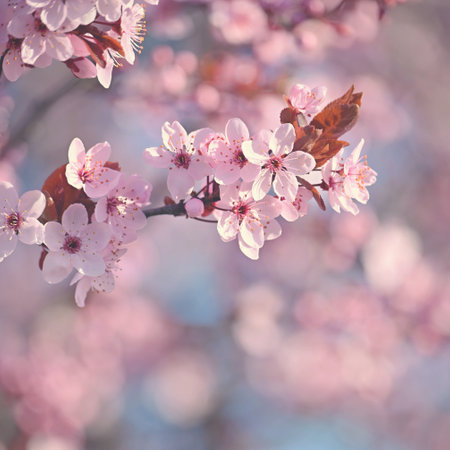 Spring background. Beautiful colorful blooming spring tree. Japanese cherry - Sakura. Nature background.の写真素材