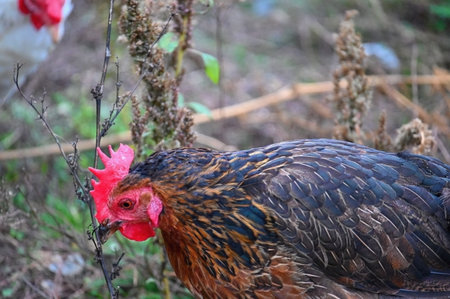 Hens on the farm. Concept for animals and agricultureの写真素材
