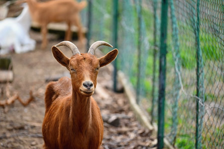 Beautiful goats on the farm. Concept for animals and agricultureの写真素材