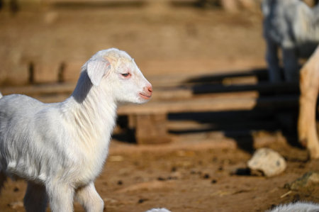 Beautiful goats on the farm. Concept for animals and agriculture