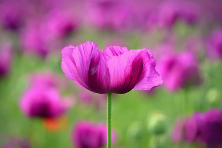 Beautiful purple flower with plant landscape in the field. Spring sunny day. Concept for nature and agriculture. Poppy (Papaver somniferum)の写真素材
