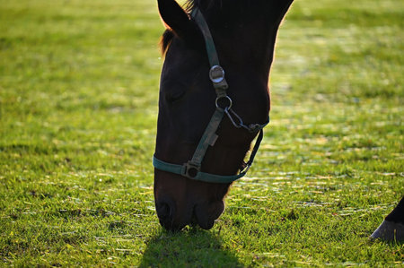 A beautiful horse is grazing on a green meadow on a sunny day. Concept for animals and natureの写真素材