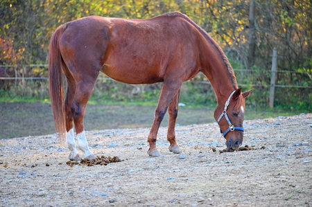 A beautiful horse is grazing on a green meadow on a sunny day. Concept for animals and natureの写真素材