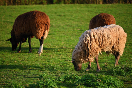 Sheep grazing in the field. Concept for animals and agriculture.