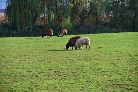 Sheep grazing in the field. Concept for animals and agriculture.の写真素材