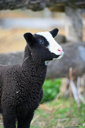 Sheep grazing in the field. Concept for animals and agriculture.
