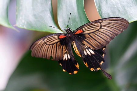 A detailed macro photograph of a colorful butterfly. The vibrant wings and natural light create a stunning contrast against a soft blurred background. Ideal for nature lovers, educational use, insect studies, or decorative prints.の写真素材