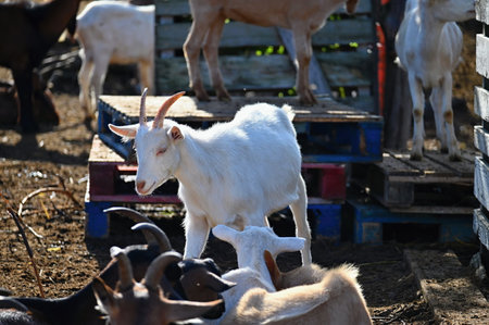 Beautiful goats on the farm. Concept for animals and agriculture