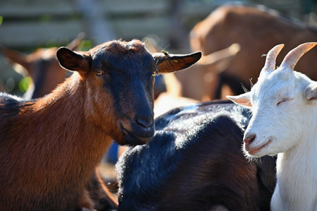 Beautiful goats on the farm. Concept for animals and agriculture