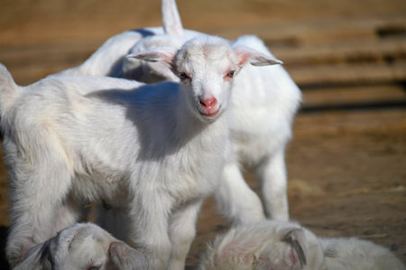 Beautiful goats on the farm. Concept for animals and agricultureの写真素材