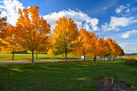 Beautiful autumn background. Colorful leaves on trees in fall time. Concept for nature and...
